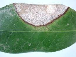 We did not find results for: Camellia Leaf Spots Pacific Northwest Pest Management Handbooks