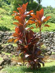 Image result for Brillantaisia madagascariensis