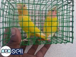 Lutino Opline Orange Pair African Love Birds For Sale 8230 Chennai Free Classifieds