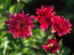 Played by plucking the strings of a musical instrument such as a violin or cello with the…. Winteraster Pizzicato Finde Deine Neue Staude Online Ratgeber