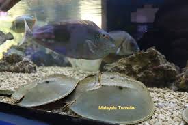 Hotels in der nähe von pusat ikan hiasan, port dickson: Pusat Ikan Hiasan Port Dickson