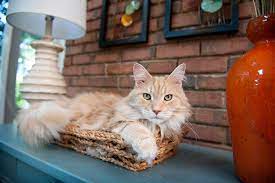 For some reason, unlike in most dog or cat personalities, a male maine coon is more sociable than a female maine coon. Maine Coon Cat Breed Information