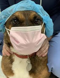 There are currently no open jobs at beach pet hospital in virginia beach, va listed on glassdoor. Providence Square Vet Clinic Your Animal Hospital