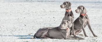 Image result for výmarský krátkosrstý ohař