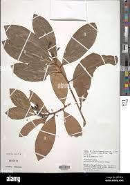 Image result for Erythroxylum emarginatum