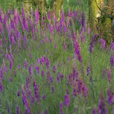 You can plant crabapples most any time the soil is workable. Grow Cunning Foxglove Schemes