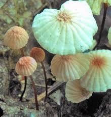 Image result for Marasmius siccus