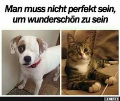 Besten Bilder Videos Und Spruche Und Es Kommen Taglich Neue Lustige Facebook Bilder Auf Debeste De Hier We Susseste Haustiere Ausgestopftes Tier Spruche Tiere