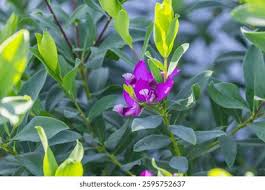 Image result for Polygalaceae