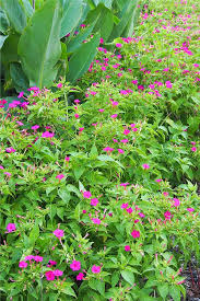 Maybe you would like to learn more about one of these? Learn How To Grow Four O Clocks Gardener S Path