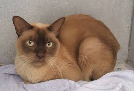 Olga suhushina, cattery anvita lila. Burmese Cat Info Personality Kittens Pictures