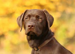Imagine your book next to a bar of chocolate on international chocolate day, or your book next to fireworks on 4th of july. Beautiful Chocolate Labrador Retriever Dogperday Cute Puppy Pictures Dog Photos Cute Videos Holistic Pet Care