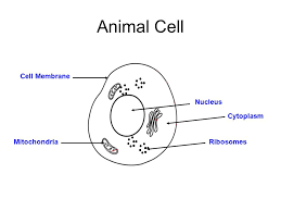 Check spelling or type a new query. The Cell Investigation Ppt Video Online Download