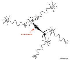 Neuralink 与大脑的神奇未来·第二部分：大脑| 爱范儿 HD phone wallpaper