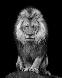 Black And White Lion And Lioness Picture Pin De Jamilaine Em Lion Lioness Imagens De Animais Selvagens Imagens De Animais Tatto De Leao