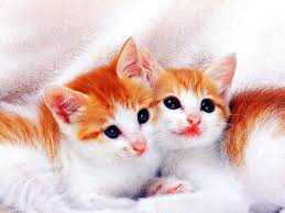A cute, curious kitty looks to see what's on the road. Baby White Cute Kittens Wallpaper Images Amashusho