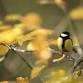 Bird Watching for Beginners - Guided Walk at RSPB event image
