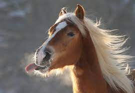 The information on this site is intended as a general reference for internet users. Kann Schnee Den Wasserbedarf Eines Pferdes Decken Propferd At Osterreichs Unabhangiges Pferde Portal News Aktuelle News