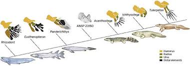 how fins evolved into feet technology science science