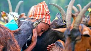 Finally goat slaughter video upload. Agitu Gudeta Was Killed On December 29th The Economist