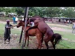 Download Kuda Sumbawa Kawin 3gp Mp4 Codedfilm