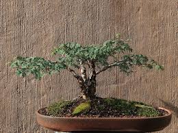 Image result for Acacia burkei