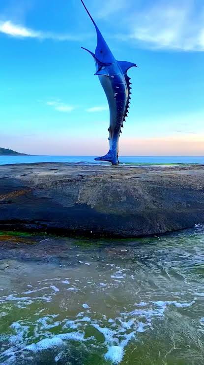 Maior Marlim Azul do Mundo Pescado em Guarapari, ES