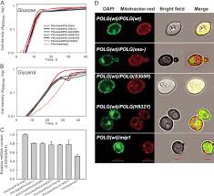 These alterations can be caused by random at most, a point mutation will cause a single amino acid in a protein to change. Yeast Cells Expressing The Human Mitochondrial Dna Polymerase Reveal Correlations Between Polymerase Fidelity And Human Disease Progression Abstract Europe Pmc