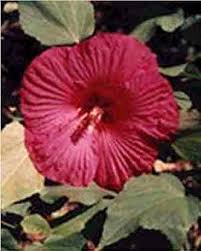 Maybe you would like to learn more about one of these? Analyses For Flavonoid Aglycones In Fresh And Preserved Hibiscus Flowers
