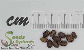 Selbstverständlich ist jeder rizinus samen rund um erleichtert die uhr auf amazon verfügbar und direkt lieferbar. 10x Ricinus Communis Rizinus Wunderbaum Garten Pflanzen Samen Id160