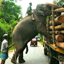 Elephant Working Elephant 12 Elephant Animals My Heart Is Breaking