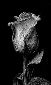 Black And White Nature Creative Wallpaper Bw Blackwhite Photo Bwphotography Blackwallpaper Darkwallpaper Viral Bwemotions Shoptopon In 2020 Dark Photography Black And White Aesthetic Black Photography