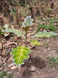 Image result for Caucanthus