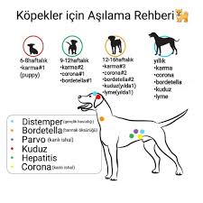 Cotyora Veteriner Klinigi Karma Asisi 6 Haftasini Bitirmis 1 5 Aylik Veya Daha Buyuk Kopeklere Yapilir Karma Asi Distemper Genclik Hastaligi Viral Hepatitis Karaciger Hastaligi Leptospiroz Sarilik Insana Bulasabilir Parainfluenza