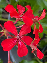 Image result for Pelargonium apetalum