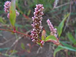 Image result for Persicaria hystricula