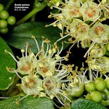Image result for Combretaceae