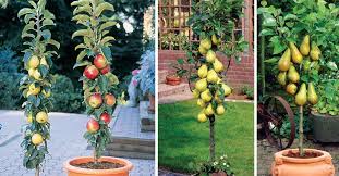 Dwarf fruit trees should be spaced around 2m apart, so that even when the trees are fully grown, you can still pick and move. Columnar Fruit Trees Create Your Own City Orchard With These Amazing Dwarf Fruit Trees Healthy Food House