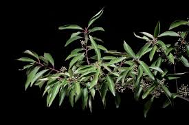 Image result for Celastraceae