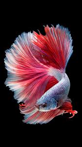 10 Detail Fishing Wallpaper Iphone Free Save In 2020 Betta Fish Types Fish Wallpaper Betta Fish