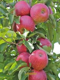 Deciduous shrub or tree flowers: Home Decor Fruit Bearing Trees Fruit Garden Fruit Trees