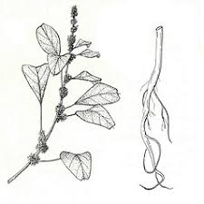 Image result for Amaranthus blitum