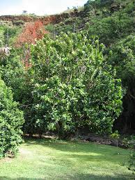 Image result for Barringtonia asiatica