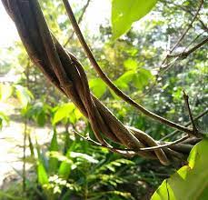 Pin By James Greenhill On Dart Frog 6 In 2021 Ayahuasca Plant Ayahuasca Medicinal Plants