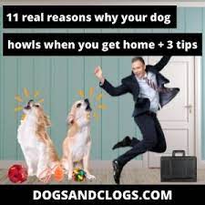 11 Real Reasons Why Your Dog Howl When You Get Home 3 Tips