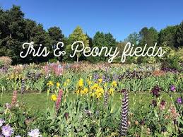 Check spelling or type a new query. Olson Florist Salem Oregon 08 2021