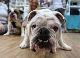 Don't be fooled by our name, we cover a very large midwest territory. Pet Lovers Paradise In Libertyville