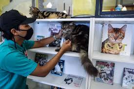 Mengajak anak kucing ke klinik dokter hewan untuk melakukan pemeriksaan awal pemeriksaan ketiga: 12 Tanda Kucing Bahagia Dengan Pemiliknya Halaman All Kompas Com