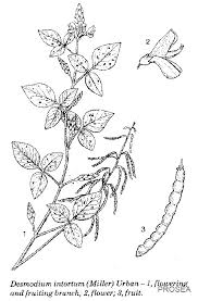Image result for Desmodium intortum