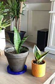 Image result for sanvitalia combine in pots